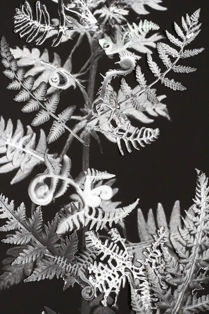Black and white fern-like forms on a dark ground